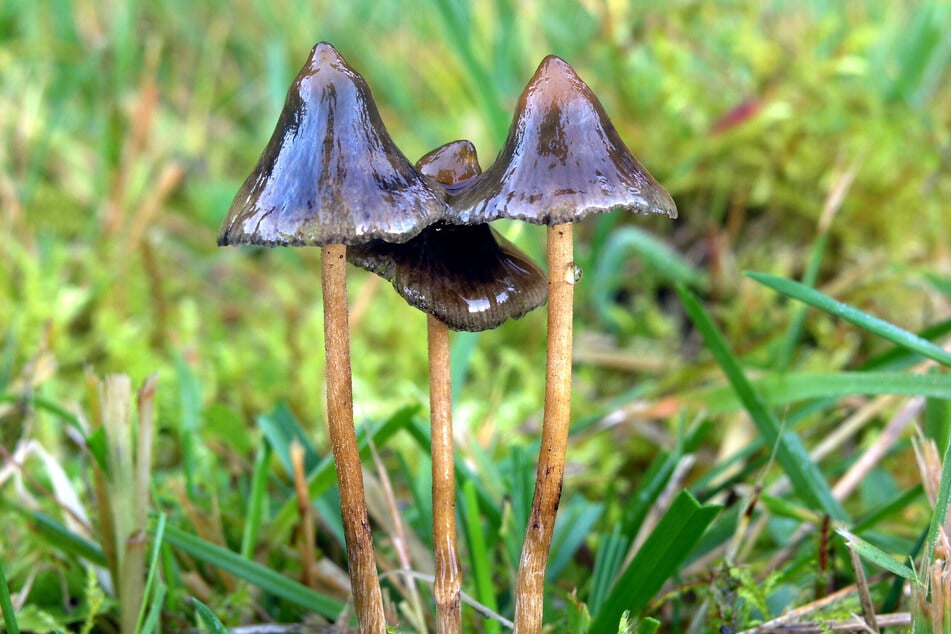 Halluzinogene Pilze mit dem Wirkstoff Psilocybin. (Symbolfoto)