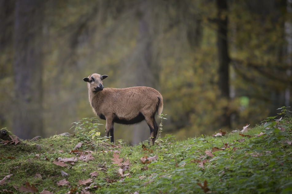 Im Naturpark Köbe wird an diesem Sonntag das Köbe-Fest gefeiert.