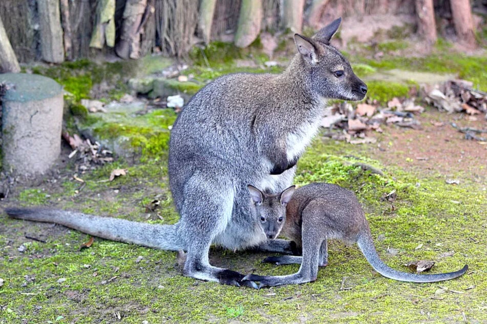 Bis das Känguru-Baby den schützenden Beutel der Mutter verlässt, vergehen Monate. (Archivbild)