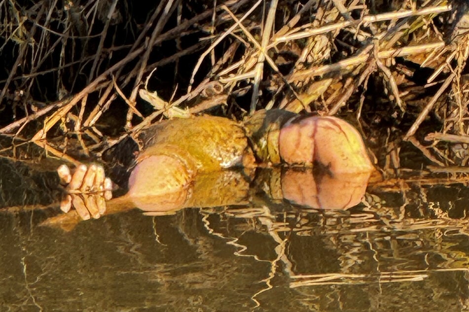 In Breuberg (Odenwaldkreis) entpuppte sich dieser schaurige Anblick als etwas anderes als zunächst erwartet.
