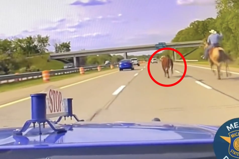 Holly cow! Bull leads officers on wild highway chase
