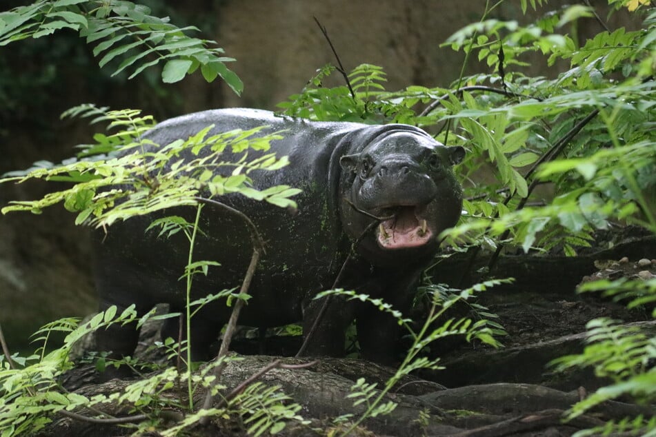 Zwergflusspferd Toni kann am 24. August zum letzten Mal im Zoo besucht werden.