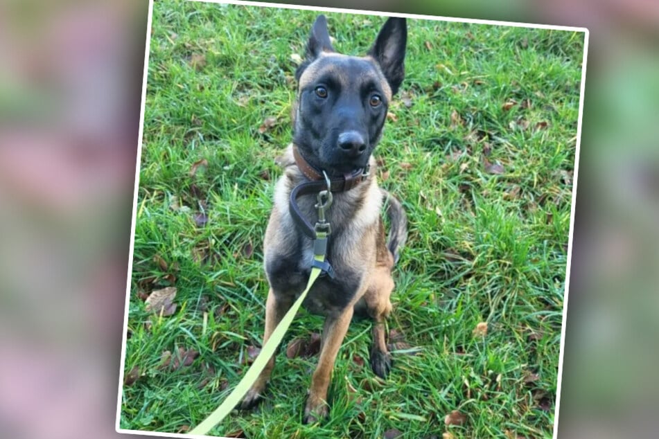 Für Louie suchen die Tierretter nach aktiven und erfahrenen neuen Besitzern.