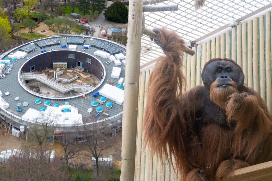 Rohbau fertig, jetzt läuft der Endspurt: Das ist Dresdens neues Orang-Utan-Haus im Zoo