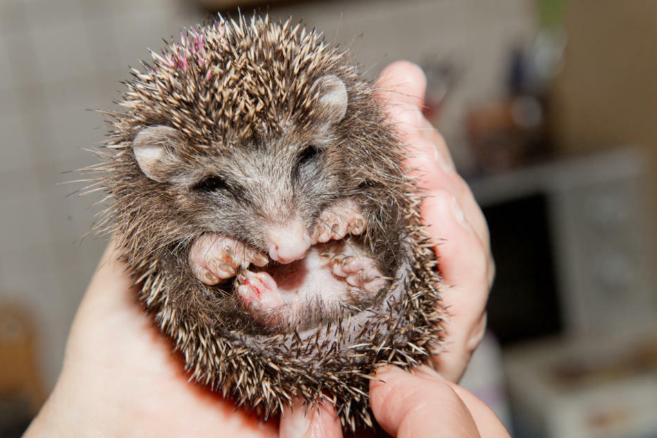 Ein untergewichtiger Igel sitzt in der Igelstation "Igelkiste" auf der Hand von Christiane Uecker.