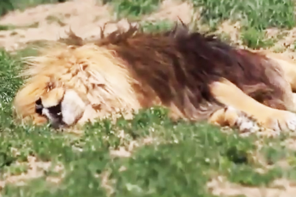 Schon mal einen Löwen schnarchen gehört? Es ist beängstigend!