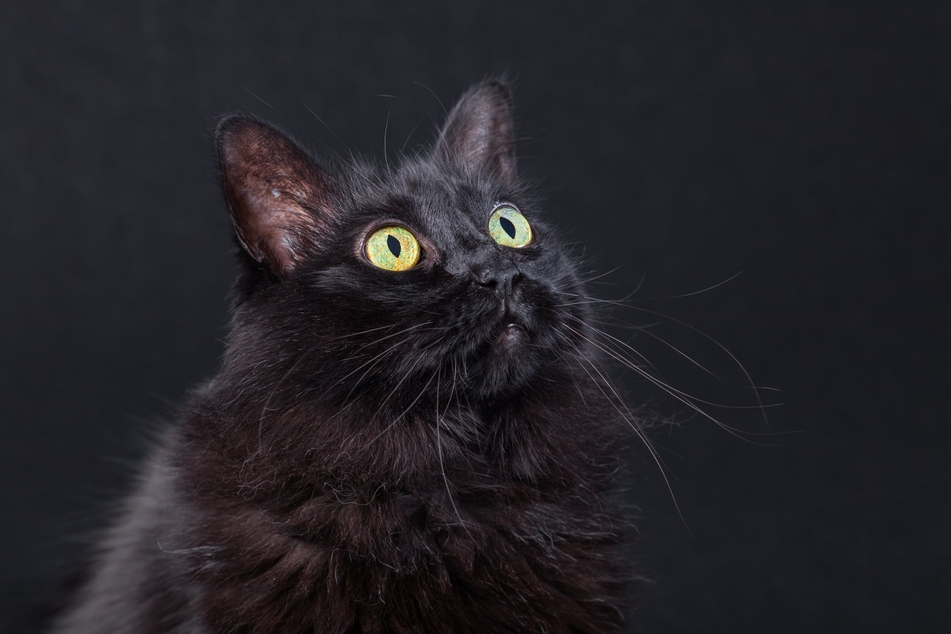 Snapping a superb pic of your black cat can be a heck of a task.