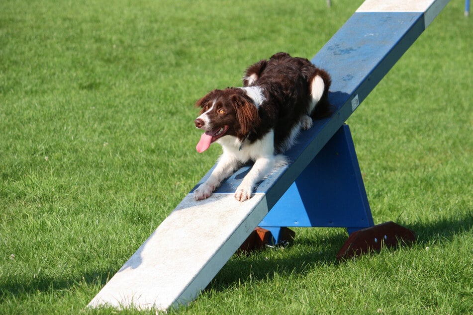 A variety of dog agility obstacles are important for their training.