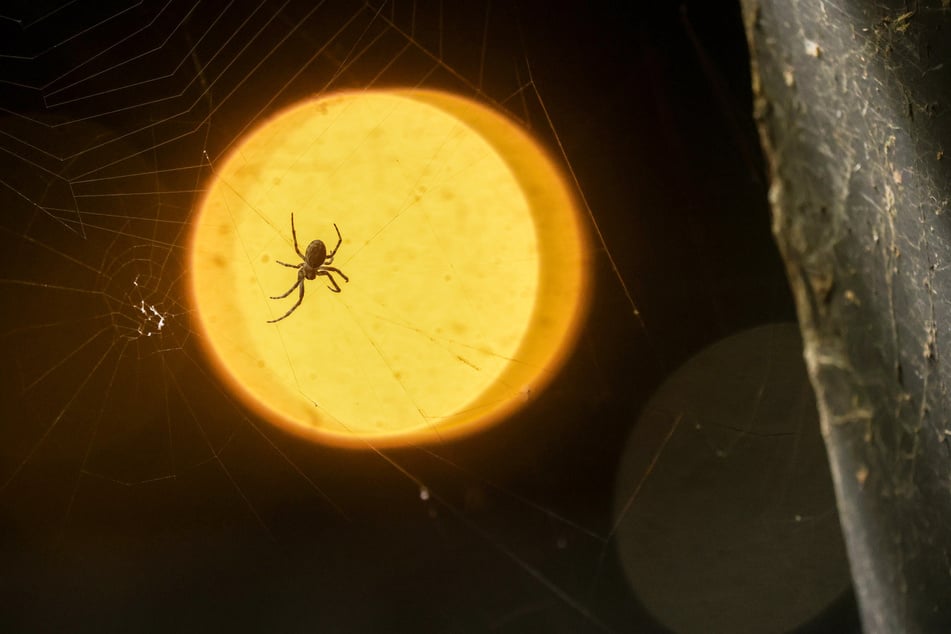 Der 18-Jährige erschrak sich aufgrund einer Spinne im Auto. (Symbolfoto)