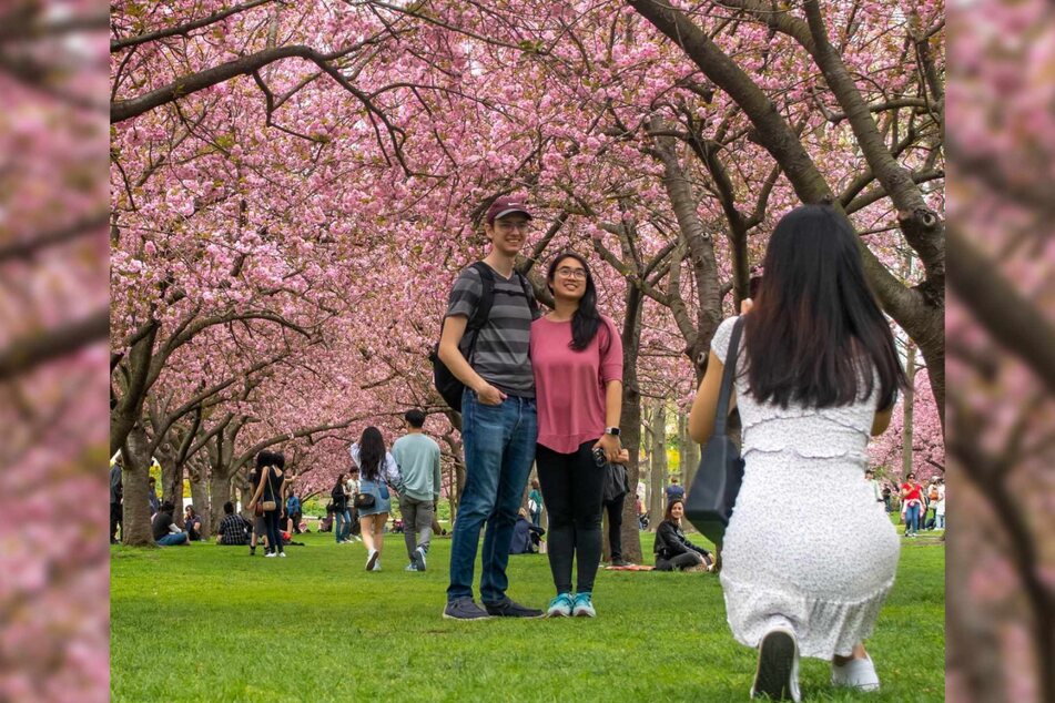 Brooklyn Botanic Garden's collection of cherry blossoms is made up of 26 members of the species and cultivars!