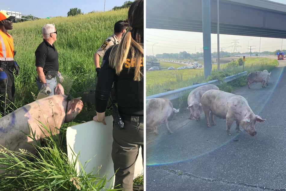 It took police and firefighters four hours to recapture the escaped pigs.