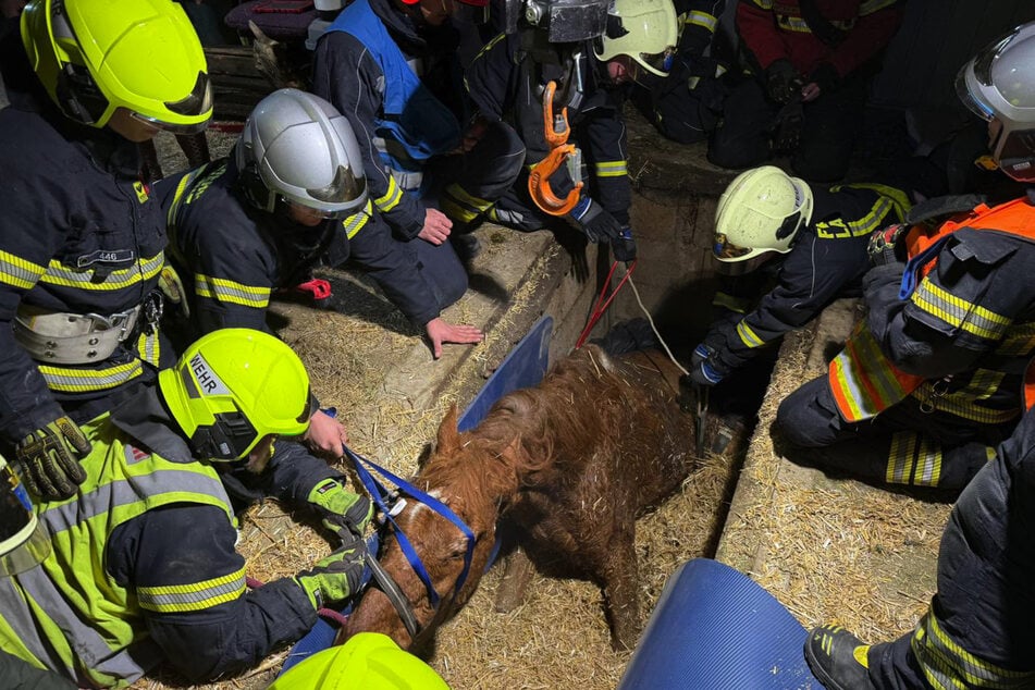 Allen Bemühungen zum Trotz überlebte das Pferd den Sturz in eine Grube nicht.