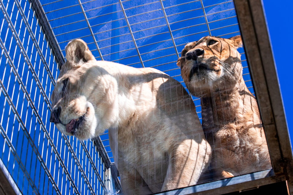 Die zehnjährige weiße Löwin Ava (l) und ihre Schwester Jade gehen über die neu gebaute Glasbrücke im Tigerpark.