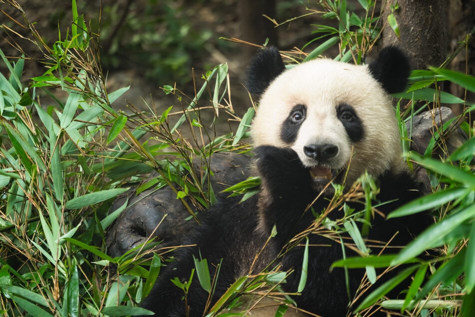 China is sending two giant pandas to the zoo in Atlanta, Georgia, as its latest act of "panda diplomacy" (stock image).