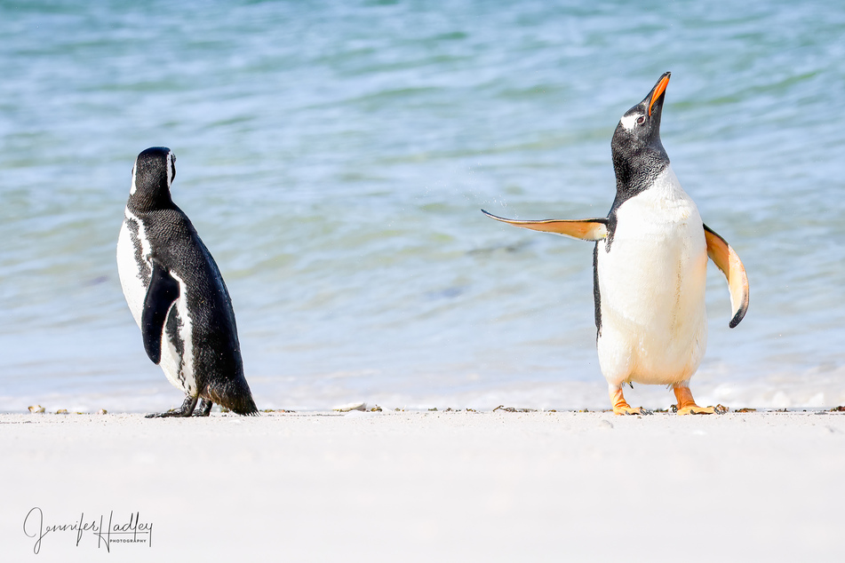 These two penguins were hanging out on the Falkland Islands when one decided it'd had enough.