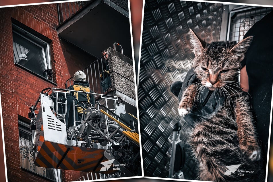 Die Kölner Feuerwehr rettete die Katze mit einer Drehleiter. So ganz zufrieden war die Mieze aber offenbar dennoch nicht.
