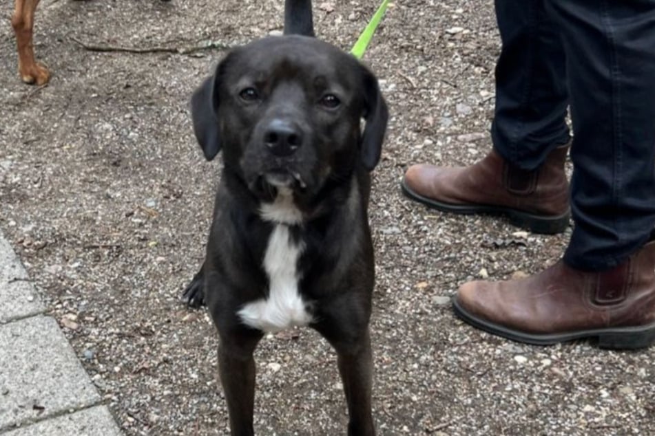 Der Mischling sucht Menschen, die Erfahrung im Umgang mit Hunden haben.