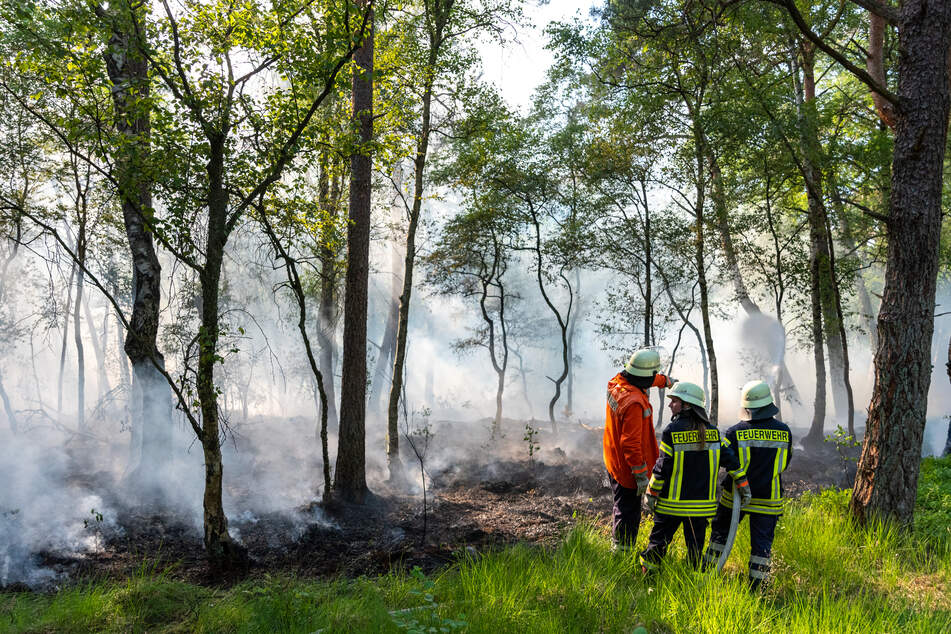 Großer Waldbrand in Tiste: 1800 Quadratmeter stehen in Flammen