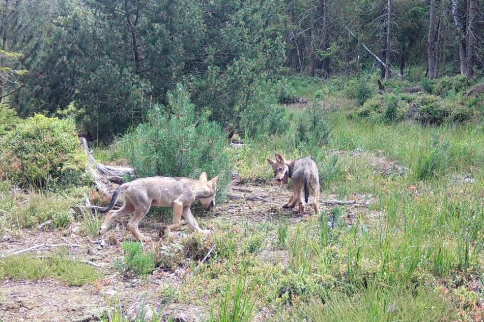 Die jungen Wölfe wurden im Wald bei Marienberg von einer Wildtierkamera aufgenommen.