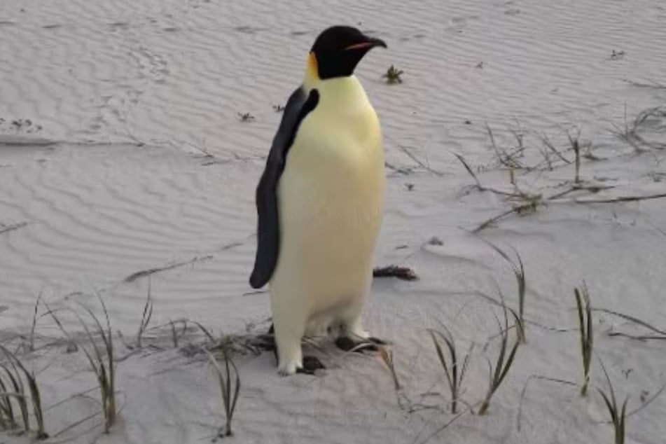 Der Kaiserpinguin tauchte unerwartet an einem Strand in West-Australien auf.