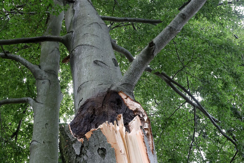 A massive tree limb fell on picnickers, leaving one dead and two injured (stock image).