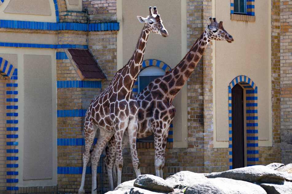 Giraffen müssen es zwar nicht dauerhaft warm haben, aber eine Temperatur von 15 bis 18 Grad muss trotzdem gegeben sein.