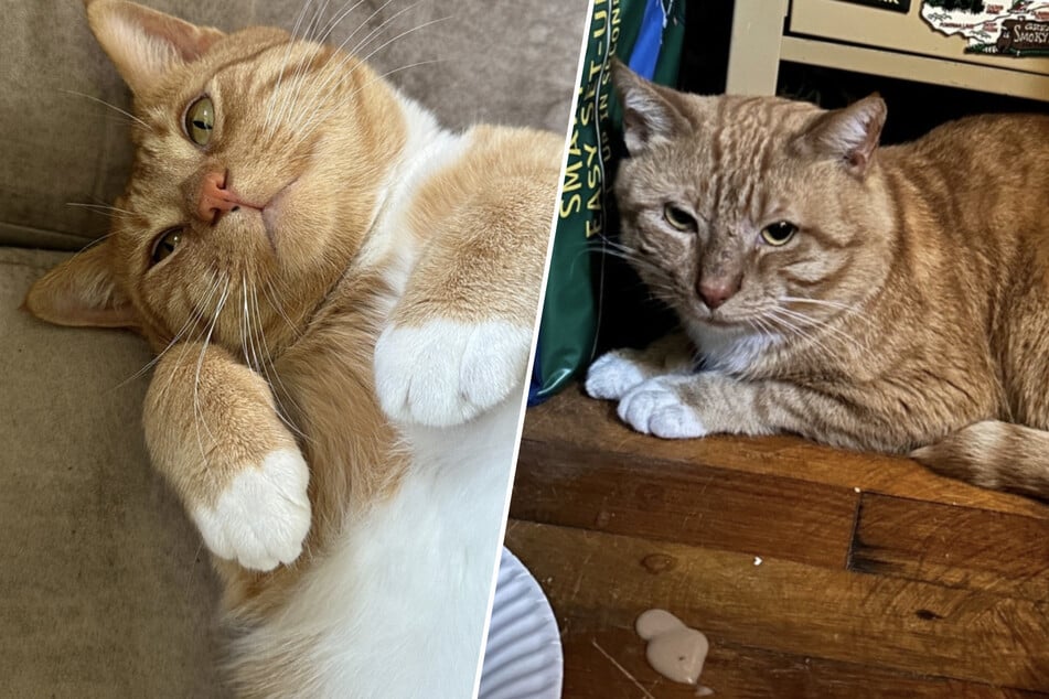 El gato Kurt vivió ocho meses en una casa abandonada, luego su vida cambió de la noche a la mañana