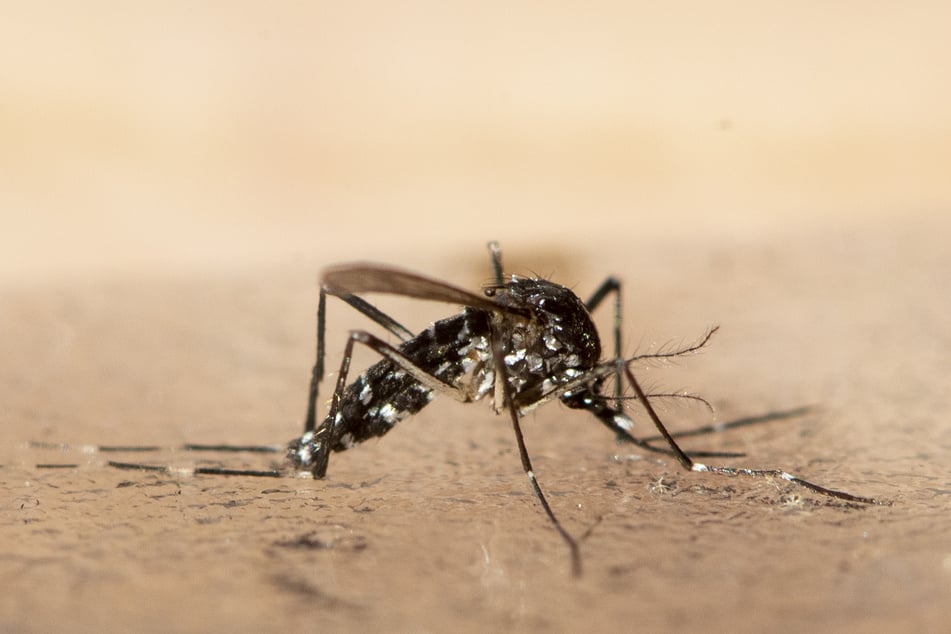 Die Tigermücke kann Krankheiten wie das Dengue- und Gelbfieber übertragen.