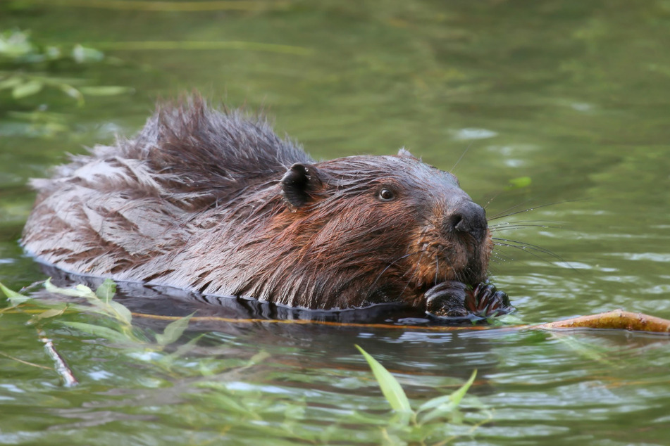In Canada, beavers caused a 36-hour internet outage by using the fiber optic cable to build their dam (stock image).