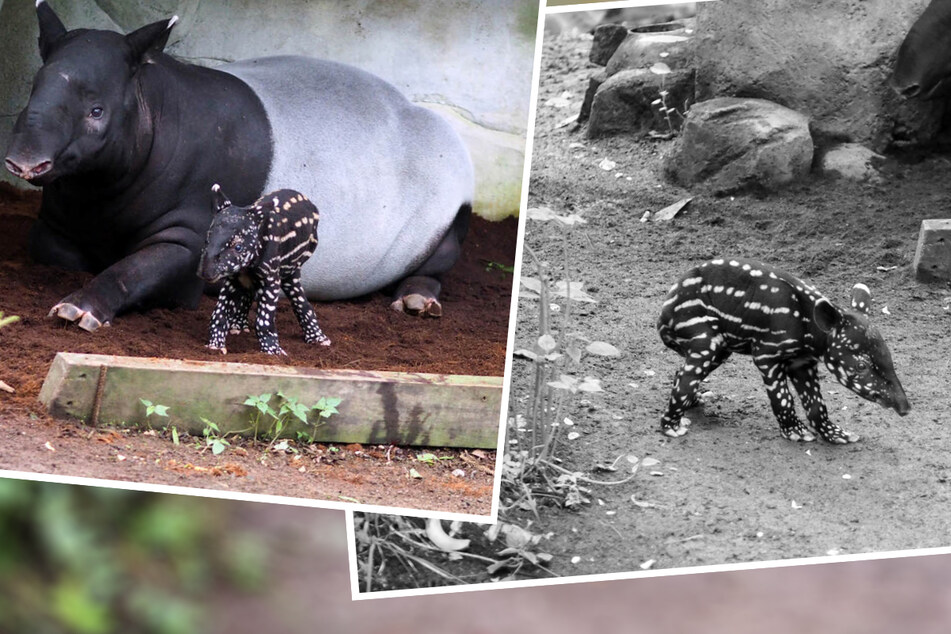 Tragödie im Zoo: Leipzigs Tapirjungchen ist verstorben!