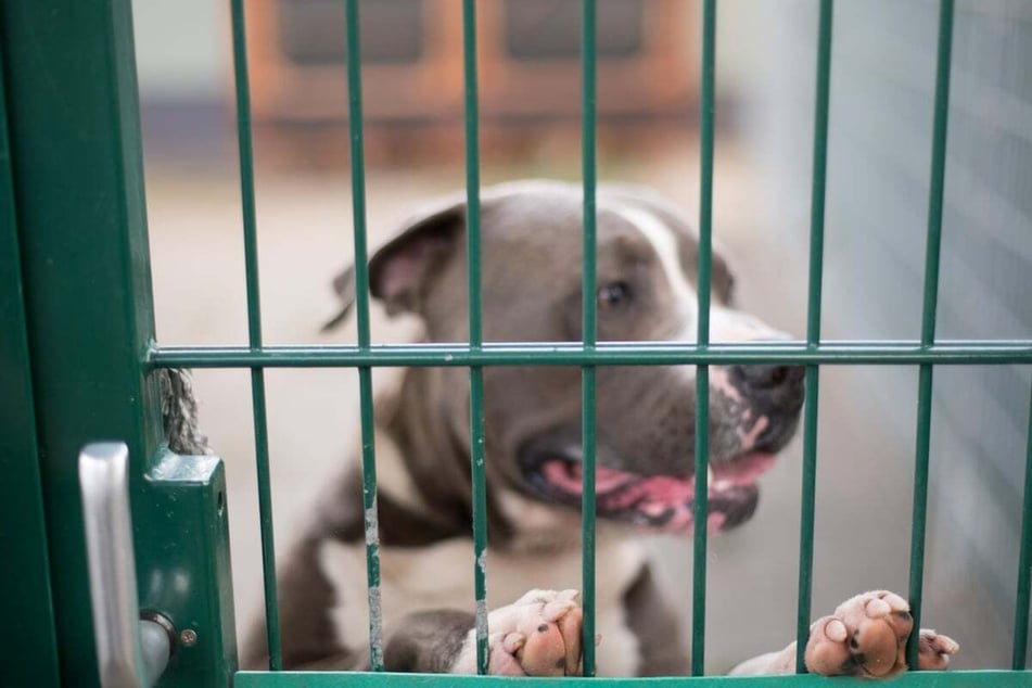 Auch zahlreiche weitere Hunde warten im Mainzer Tierheim darauf, erfolgreich vermittelt zu werden. (Symbolfoto)