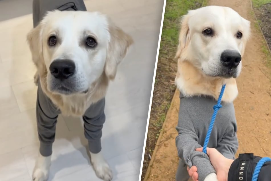 Dog owner puts golden retriever in a onesie – and things go terribly wrong!