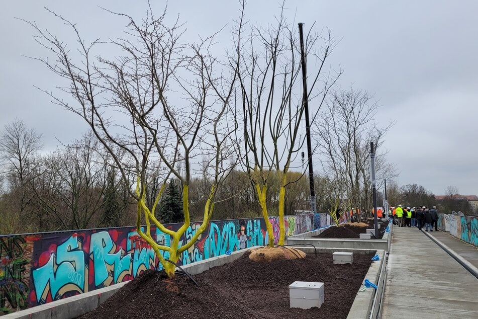 Die Bäume stehen, der Anfang ist also gemacht.