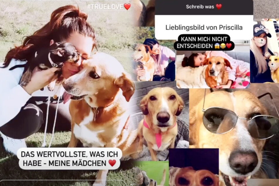 In ihrer Instagram-Story drehte sich ein großer Teil um Hündin Priscilla. (Screenshot)