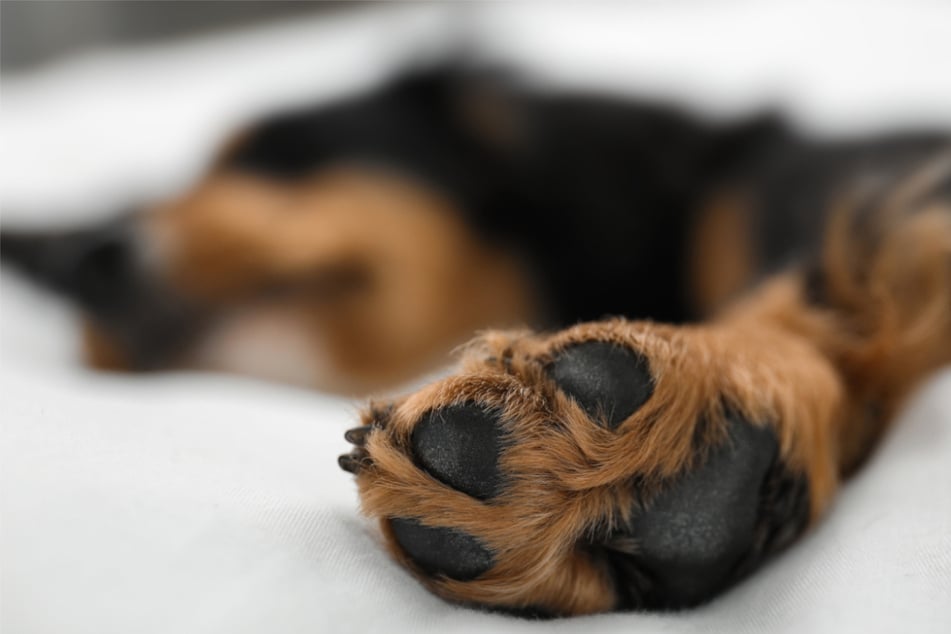 Mann misshandelt Hund auf offener Straße - Polizei beobachtete alles und greift ein