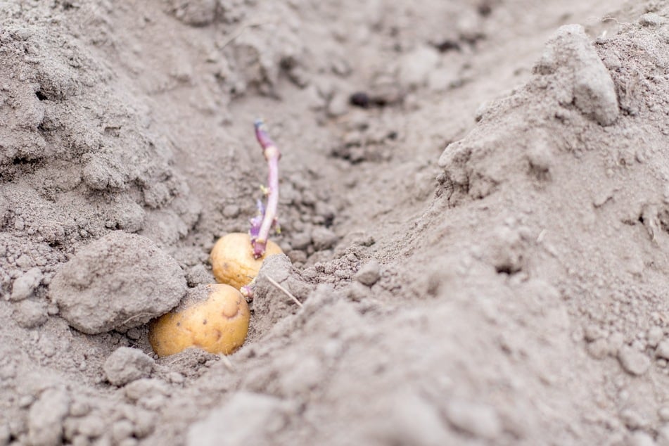 Gekeimte Kartoffeln pflanzt man mit dem Trieb nach oben zeigend.