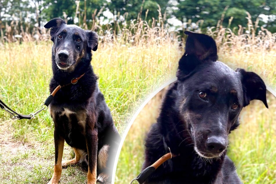 Hund vier Jahre lang nicht Gassi geführt: Gibt es endlich ein Happy End für Balu?