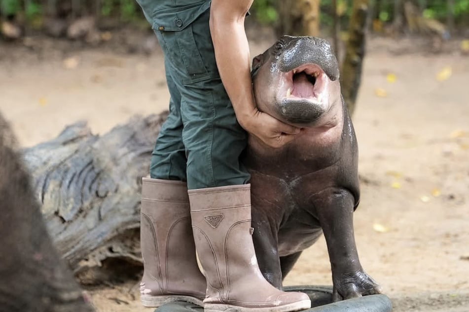 Tierschützer sorgten sich um das Wohlergehen des Nilpferd-Babys "Moo Deng". Nun veröffentlichte der Zoo eine Stellungnahme.
