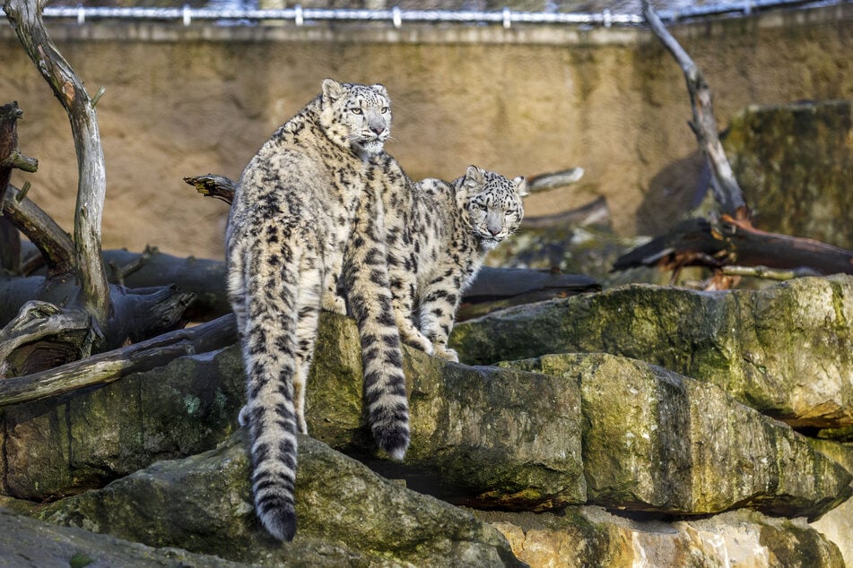 Das Außengehege der Schneeleoparden hat Bataar bisher selten begutachtet.