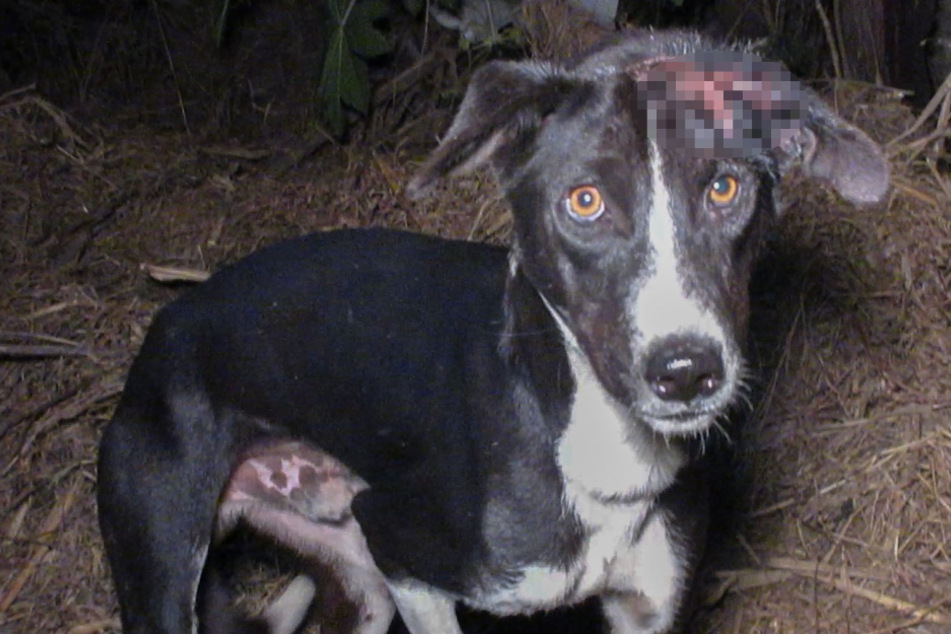 The poor pooch had an open wound above his eye.