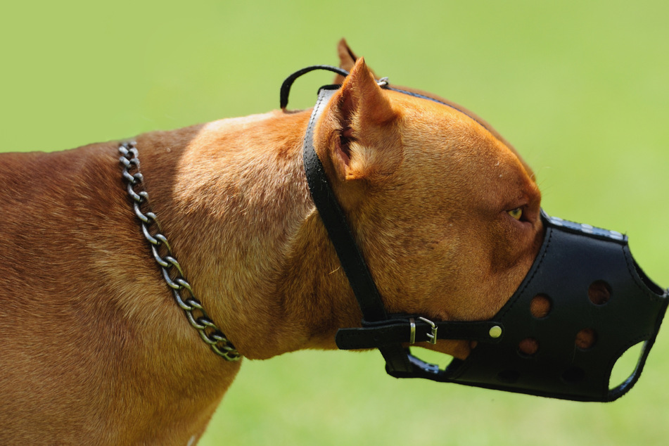 Ein Hund soll die junge Frau auf Befehl seines Herrchens attackiert haben. (Symbolbild)