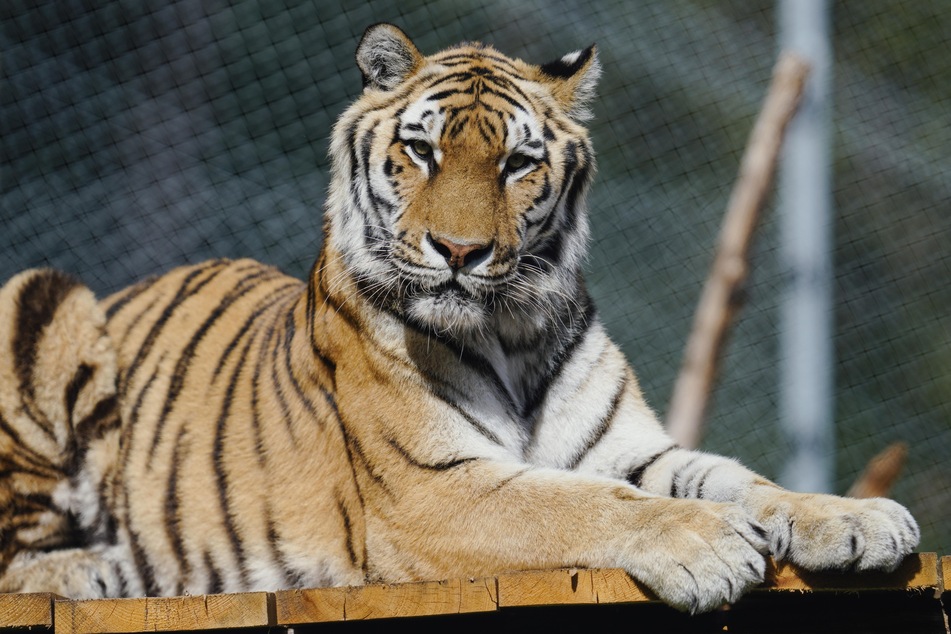 Ein privat gehaltener Tiger biss einer Frau eine Hand ab, die ihn eigentlich nur streicheln wollte (Symbolbild).