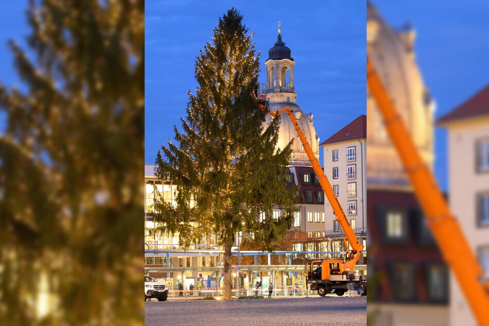 Für den diesjährigen Striezelmarkt wird schon jetzt ein Baum gesucht.