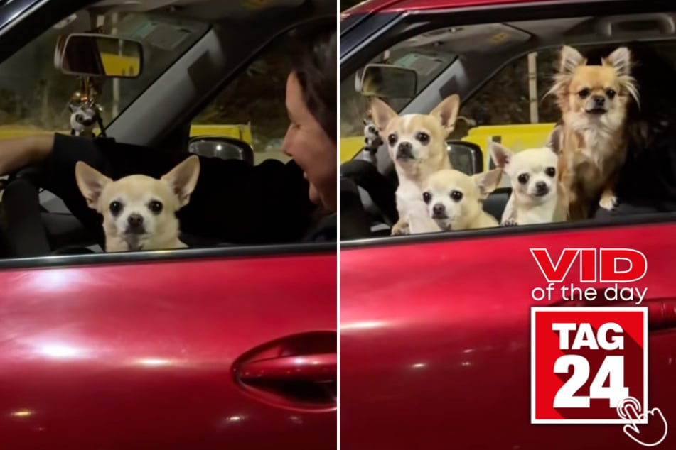 This woman filmed the car next to her, which was filled with a bunch of adorable doggies!