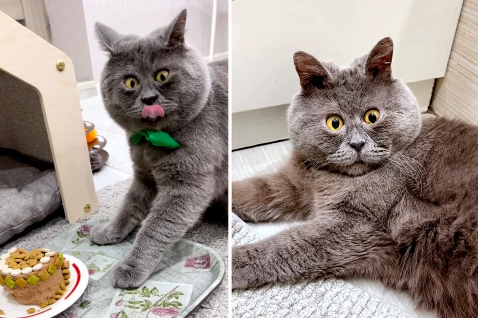 Instagram users are in love with this cat because of his unique looks!
