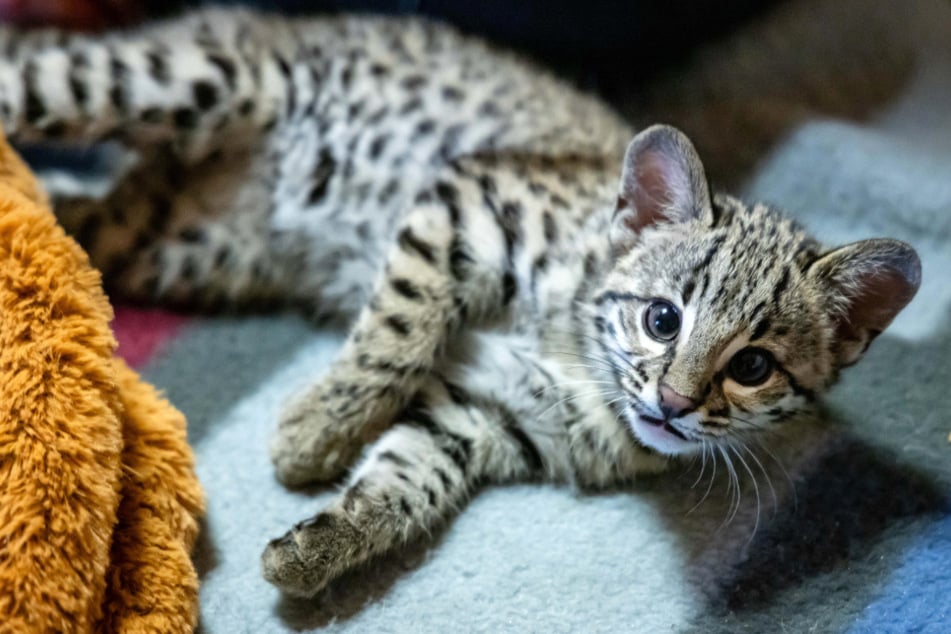 Auch Salzkatze Salza gehört zu den Bewohnern im Zoo der Minis.