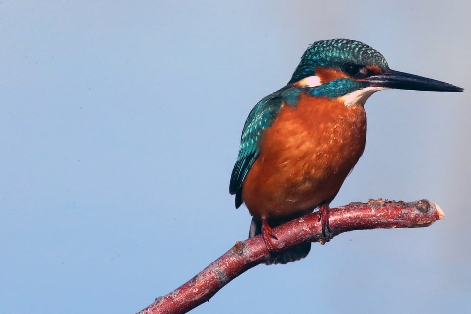 Der Eisvogel (Alcedo atthis) besiedelt große Teile Europas, Asiens sowie den Norden Afrikas.