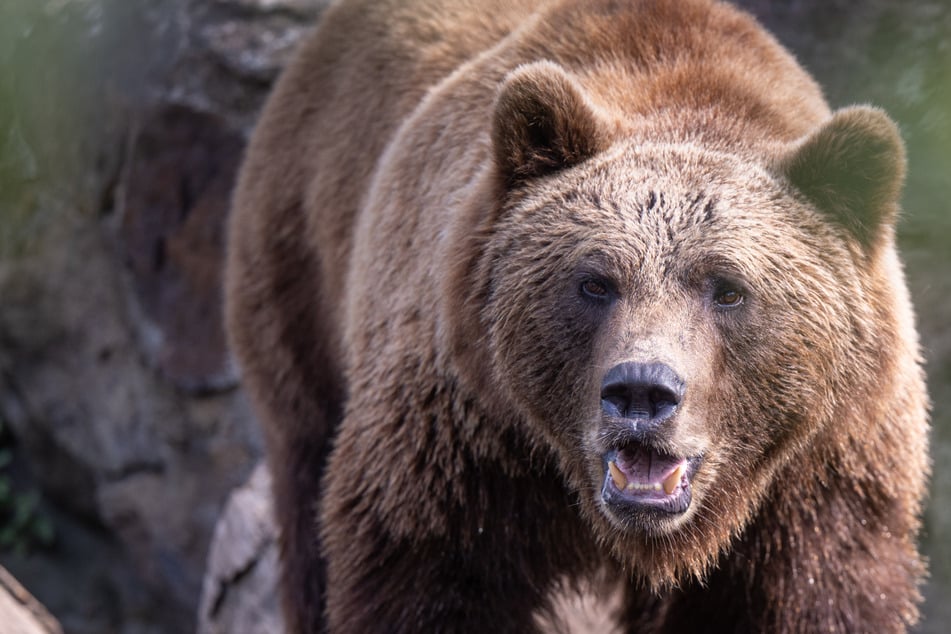 Frau wird bei Waldspaziergang in Polen von Bär attackiert und getötet