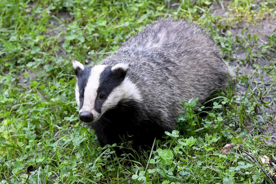 Im Kampf gegen eine ansteckende Tierkrankheit sollen in England Tausende Dachse gekeult werden.