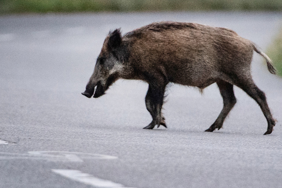 Ein Wildschwein läuft über eine Straße. Über eine Plattform sollen nun Daten zu Wildtieren gesammelt werden. (Symbolbild)
